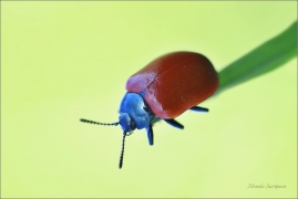 <p>MANDELINKA TOPOLOVÁ (Chrysomela populi) ----- /Chrysomela populi - Pappelblattkäfer/</p>